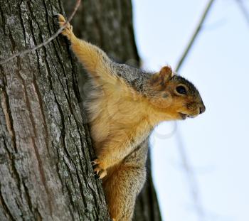 a fox  squirrel on a tree in spring day