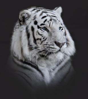 White  Tiger Portrait On Dark Background