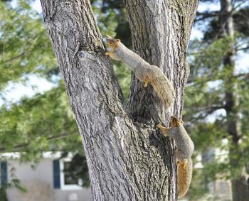 two squirrels playing on a tree in spring day