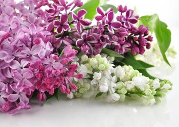 Blossoming lilac on white background