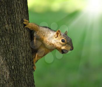 fox squirrel on a tree with a hazelnut 