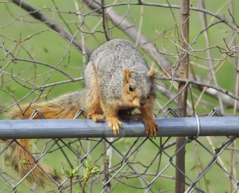 a fox squirrel sitting on a fence