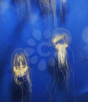 Swimming Jellyfish On Blue Background 