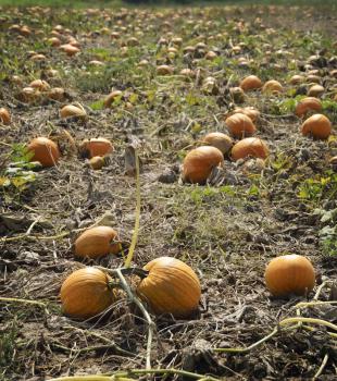 Autumn Pumpkin Patch. A Pumpkin Patch Ready To Be Harvested