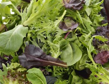 Fresh Salad Leaves Assortment Close Up For Background
