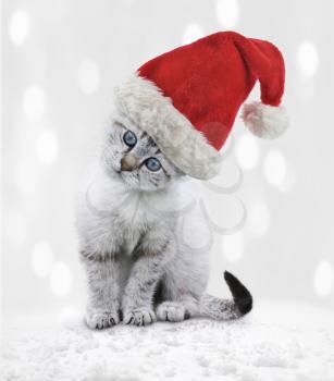  Young White Kitten In A Christmas Hat