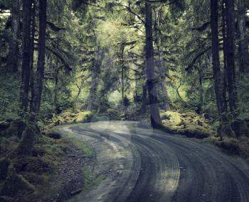 Royalty Free Photo of a Dirt Road in a Rain Forest