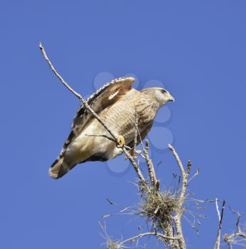 Broad-Winged Hawk Against A Blue Sky