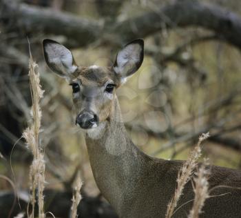 White-Tailed Deer In The Woods