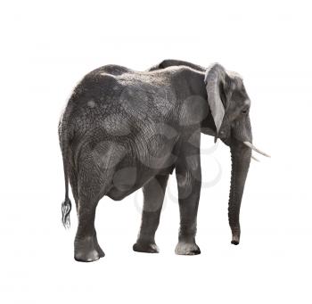 African Elephant Isolated On White Background