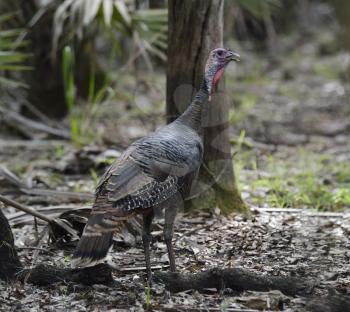 Wild Turkey Hen In  Florida Woods