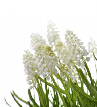 White Muscari Flowers On White Background