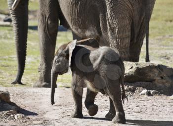Young African Elephant With Mother 