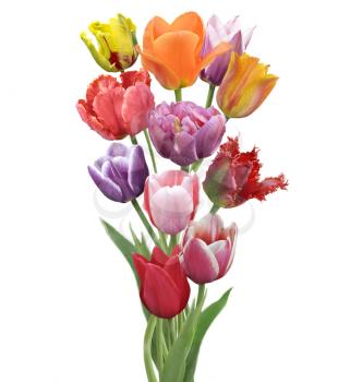 Colorful  Tulips Flowers  Isolated On White Background