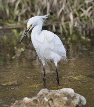 Snowy Egret (Egretta thula) ,Walking In Water