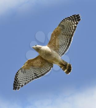 Red-shouldered Hawk In Flight