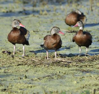Black-bellied Whistling-ducks In Florida Wetlands