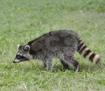 Young Raccoon Walking On The Grass