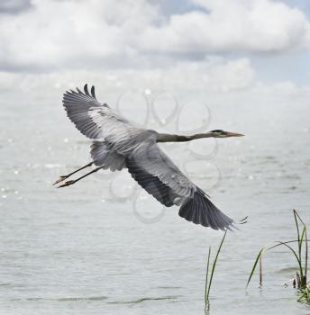 Great Blue Heron  In Flight 