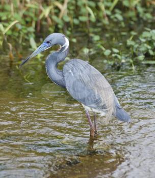 Tricolored Heron Feeding In Florida Wetland 