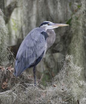 Great Blue Heron Perching In Florida Circle B Bar Reserve