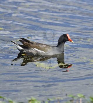 Common Moorhen Swimming In Florida Circle B Bar Reserve