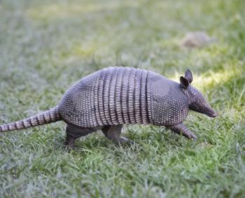 Armadillo Walking In Florida Circle B Bar Reserve