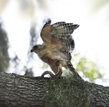 Red-shoulder Hawk With Snake On A Tree