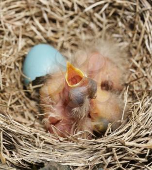 Close-Up Of Just Hatched Robin Chicks In The Nest 