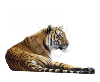 Tiger Relaxing ,Isolated On White Background