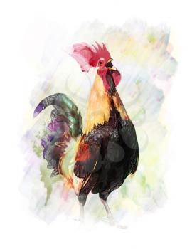 Watercolor Digital Painting Of Colorful Rooster