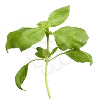 Basil Leaves Isolated On White Background 