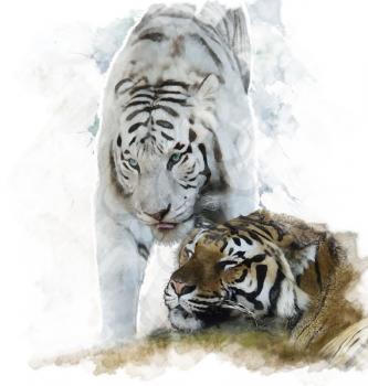 Watercolor Digital Painting Of White And Brown Tigers