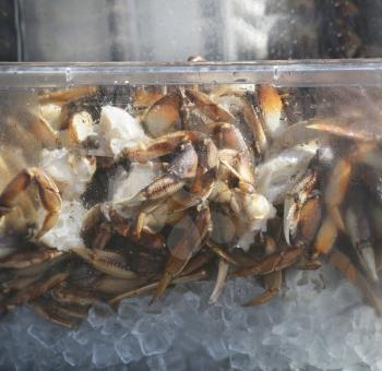 Alaskan King Crab On Ice In A Plastic Container