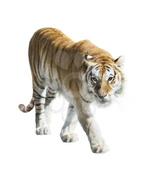 Digital Painting Of Walking Tiger 