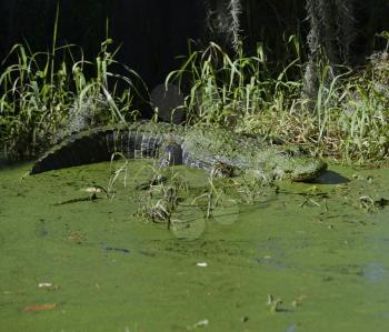 Alligator Basking In Florida Wetlands