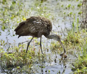 Limpkin Bird Feeding In Florida Swamp