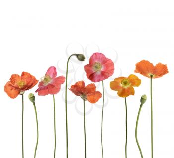 Red Poppy Flowers Isolated On White Background 