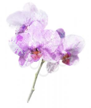 Digital Painting Of Purple Orchid Flower