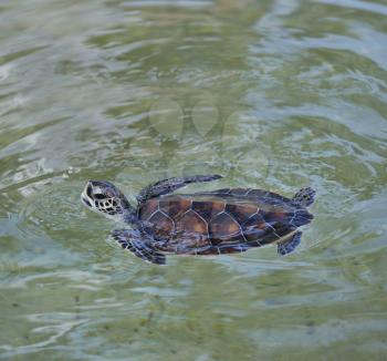 The Young Sea Turtle Swimming