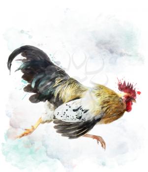 Digital Watercolor Painting Of Running Rooster, Isolated On White