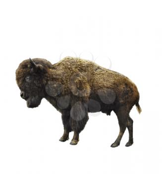 American Bison Isolated On White Background