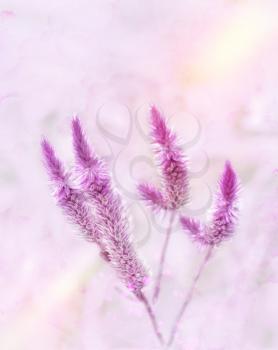 Digital Painting Of Purple Flowers.Soft Focus