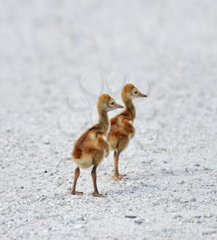 Two Small Sandhill Crane Chicks 