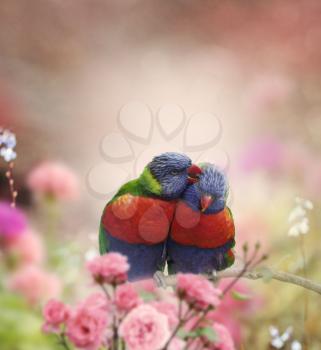 Rainbow Lorikeets Perched In The Garden