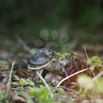 Florida Baby Alligator In The Swamp