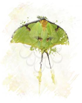 Digital Painting Of Luna Moth
