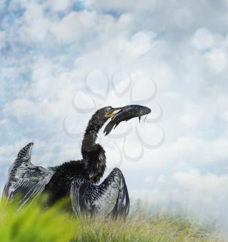 Anhinga Fishing In Florida Wetlands