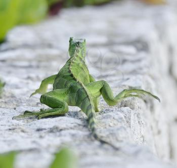 Green Iguana Walking On The Stone Wall