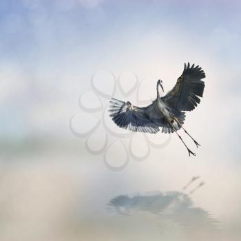 Great Blue Heron In Flight